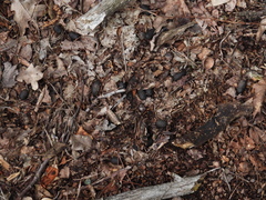 Capreolus capreolus