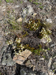 Saxifraga bronchialis
