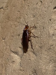 Periplaneta americana