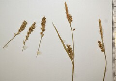 Carex gracilescens