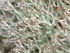 Cladonia rangiformis