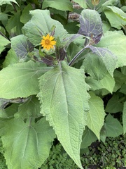 Smallanthus sonchifolius