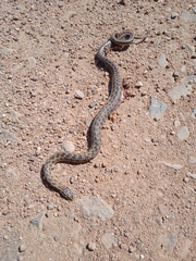 Lygophis anomalus