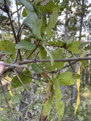 Quercus oglethorpensis