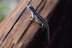 Leiocephalus raviceps