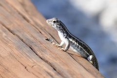 Leiocephalus raviceps