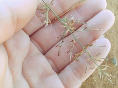 Eragrostis lehmanniana