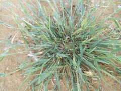 Eragrostis lehmanniana