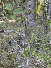 Quercus oglethorpensis