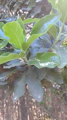 Escallonia pulverulenta