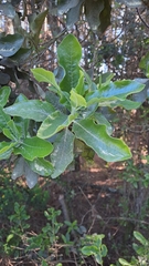 Escallonia pulverulenta