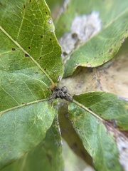 Quercus oglethorpensis