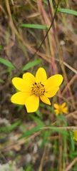 Helianthus porteri