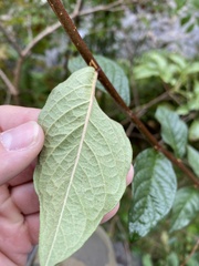 Cotoneaster bullatus