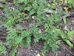 Astragalus robbinsii