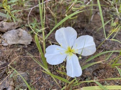 Oenothera pallida