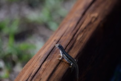 Leiocephalus raviceps