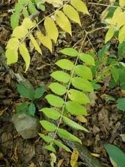 Sorbaria sorbifolia