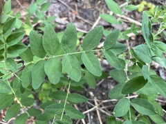 Astragalus robbinsii