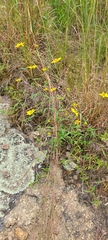 Helianthus porteri