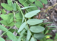 Astragalus robbinsii