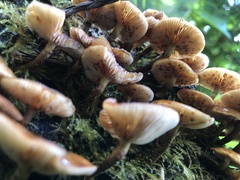 Armillaria