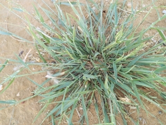 Eragrostis lehmanniana