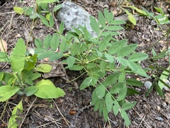 Astragalus robbinsii