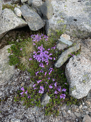 Penstemon davidsonii