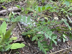 Astragalus robbinsii