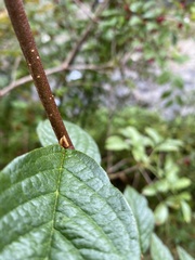 Cotoneaster bullatus