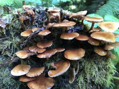 Armillaria