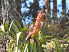Tillandsia imperialis