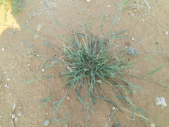 Eragrostis lehmanniana