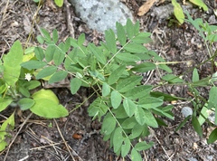 Astragalus robbinsii