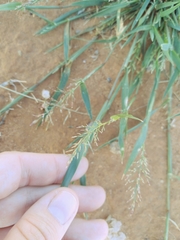 Eragrostis lehmanniana