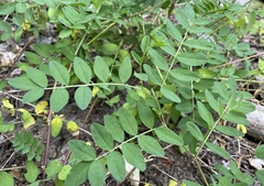 Astragalus robbinsii