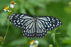 Papilio clytia