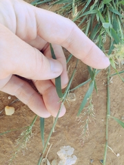 Eragrostis lehmanniana