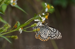 Papilio clytia