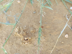 Eragrostis lehmanniana