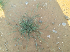 Eragrostis lehmanniana