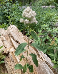 Spiraea × pyramidata