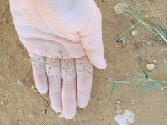 Eragrostis lehmanniana