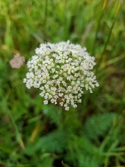 Selinum carvifolia
