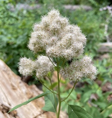 Spiraea × pyramidata