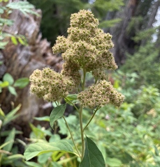 Spiraea × pyramidata