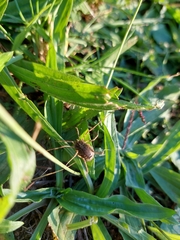 Odiellus spinosus