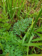 Selinum carvifolia