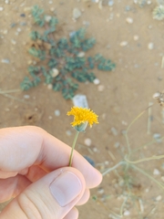 Thelesperma megapotamicum